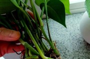 绿萝过多浇水导致烂根，如何挽救？（掌握正确的浇水方法，拯救烂根绿萝。）