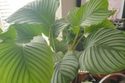 竹芋叶子发黄的原因及处理方法（了解竹芋叶子发黄的原因，掌握有效的处理方法）