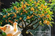 家居装饰丨桂花之美（借助桂花装点家居，享受花香的熏陶）