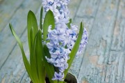 风信子的花语（解读风信子的15种含义）