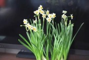 接的雨水能直接浇花吗？（雨水浇花的优缺点与注意事项）