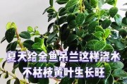 金鱼吊兰叶子掉落不生长的原因与解决方法（揭秘金鱼吊兰叶子掉落的真相，教你拯救憔悴的盆栽美人）