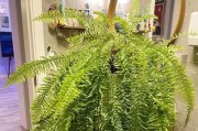 白蛋白的应用于植物生长中（探究白蛋白的浇灌效果与植物种类）