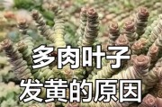 多肉叶子开裂原因及处理方法（预防措施和修复技巧，让多肉焕发健康美）