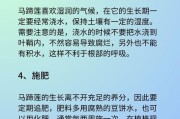 家庭莲花养护指南（打造美丽花园，享受莲花香）