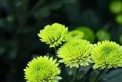 菊花——一种特殊的植物（菊花的分类及特点）