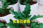 长寿花修剪技巧，助您打造健康长寿的花园（长寿花修剪技巧，让花朵更美丽，延长寿命）