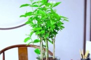 家中的茉莉花（茉莉花的肌肤保养秘密，从家中开始）