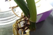绿萝根部发黑的原因及治疗方法（绿萝根部发黑应该怎么办？让你的绿萝重新焕发生机！）
