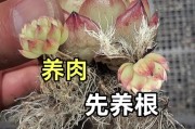 金手指养殖之道（揭秘金手指养殖的关键技巧与方法）