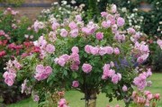 女人气质高雅的花——茉莉花（品味女人高雅的代表——茉莉花）