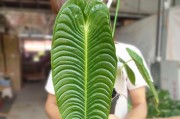 火鹤开花时间及护理技巧（了解火鹤的开花规律，让它常年开花不停歇）