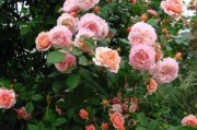 一年开几次花？如何养护？（一年开几次花？如何养护？）