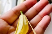 白兰花的剪枝时间及技巧（掌握正确的剪枝方法，让白兰花更加健康茂盛）
