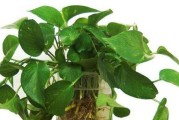 厨房里最适合种植哪些植物？（美味菜肴的同时，让厨房多点绿色）
