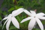 探寻君子兰，中国国花的美丽故事（君子兰的起源与特点，闪耀着中华文化之光）