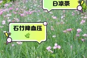 以石竹怎么播种发芽快？（掌握关键技巧，让石竹迅速发芽生长）