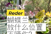 蝴蝶兰能够受到太阳晒吗？（让我们了解蝴蝶兰对太阳的需求）