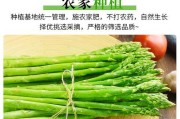 芦笋的产地及文化（探访芦笋的起源、类型、栽培、营养及食用文化）