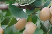 银杏果的收获季节与上市时间（秋季多金果实，盼收益关注这个关键期）