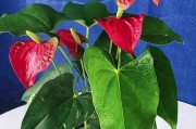 家里养植物旺财，让财气滚滚来！（15种旺财植物，让你的家庭财运越来越旺！）
