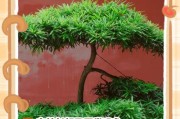 文竹叶子剪完后如何重新生长（文竹叶子剪完后的生长恢复过程及关键因素分析）