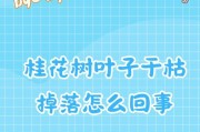 桂花为什么会黄叶子掉叶子？（探索桂花叶子黄掉的原因与应对之策）