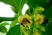 春天的柿子树开花了吗（探究柿子树春季开花的奥秘）