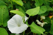 空心菜开花了怎么办？（了解空心菜开花的原因和处理方法）