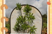 冬天竹芋叶子发黄原因及应对方法（了解竹芋黄叶的成因，保护植物健康成长）