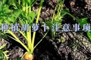 胡萝卜种植的最佳时间（为您揭秘胡萝卜的种植窍门）