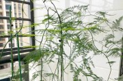 云竹的养殖技巧（掌握关键技巧，让云竹茁壮成长）
