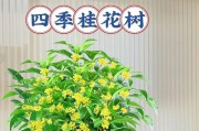金桂花树的开花时间与次数（探究金桂花树的花期及影响因素）
