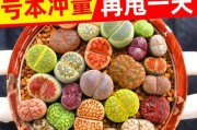 生石花回家就浇透了的解决方法（让生石花在家中绽放新生命的关键技巧）