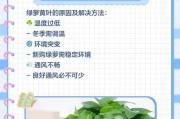 绿萝叶子发软下垂，怎么办？（绿萝叶子发软下垂的原因及补救方法）