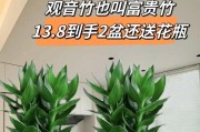 观音竹——办公室的清新之选（观音竹的盆栽养护及摆放位置分析）