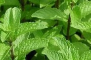 探秘猫薄荷，神奇的猫咪喜爱之源（从植物学到宠物心理，解密猫薄荷的种种奥秘）