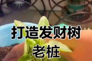 如何正确养护发财树——解决没根问题的关键（掌握关键养护技巧，让发财树茁壮成长）