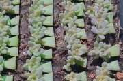 多肉植物（多肉植物的根系形态及生长特点解析）