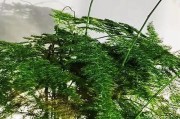 文竹盆景根部泛黄解决方法（文竹盆景根部泛黄原因分析与养护技巧）