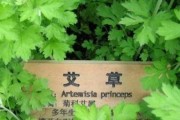 艾草的生长环境及生长地方条件（探究艾草生长的气候、土壤、海拔、阳光等因素）