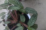 探秘海玉植物——一种神秘的热带植物（了解海玉的生长环境、形态特征、用途及繁殖方法）