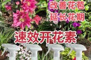 三角梅开花掉花的原因及解决方法（提前预防、适当修剪和合理施肥，让三角梅花一直开放）