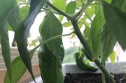 辣椒籽可以种吗？（探究辣椒籽的种植方法及注意事项）