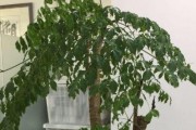 老板树养殖方法与注意事项（打造优质的老板树种植园）