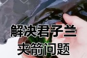 君子兰总夹剑之养殖技巧（打造健康君子兰，迎接夹剑花开）