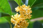 探秘桂花的生长环境（从土壤、气候、海拔三方面分析）