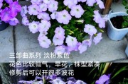 冬天牵牛花养护指南（打造温暖花坛，绽放冬日之美）