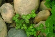 黄金草喜阳光的养护技巧（光照、土壤、水分等因素影响黄金草生长，如何科学养护？）