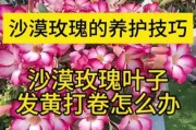 施肥过度引起的玫瑰花叶子发黄，如何处理？（玫瑰花叶子发黄的原因及解决方法）